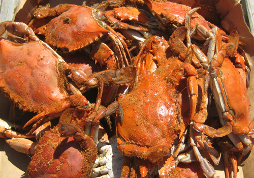 Fresh Caught Cuisine on Hatteras Island Fresh Caught Cuisine on Hatteras Island