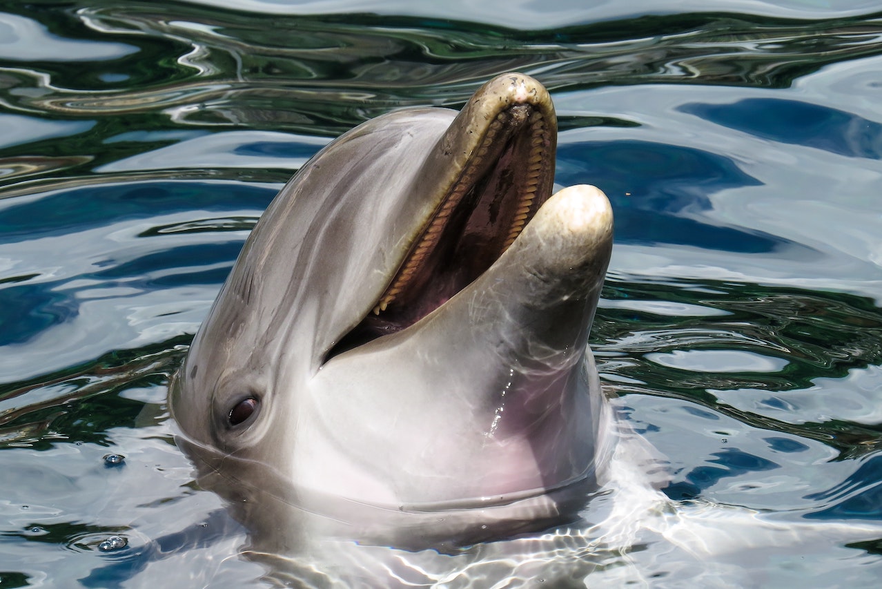 Dolphin Cruise Hatteras NC Dolphins swimming in the ocean