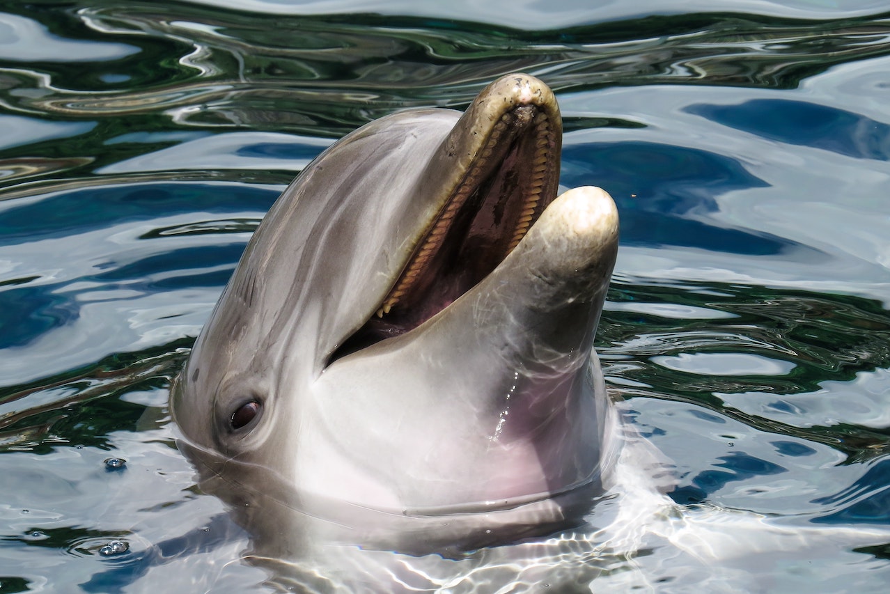 Dolphins swimming in the ocean