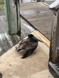 Hatteras Island Wildlife Rehabilitation