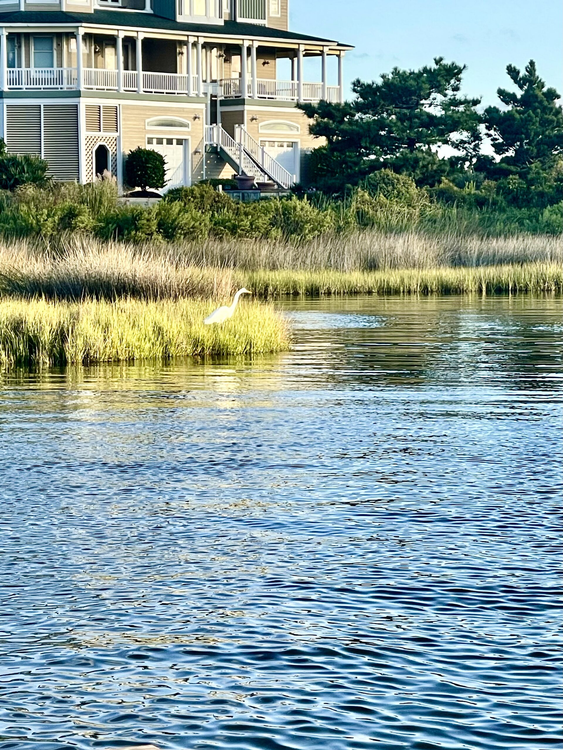Egret flaunts itself in Hatteras Village canal